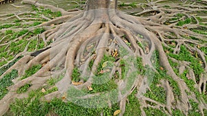 Ein Baum wurzeln 