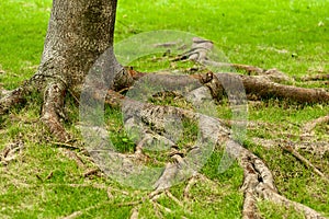 Un albero radici 