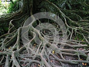 Tree roots