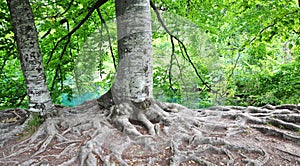 Strom kořeny 