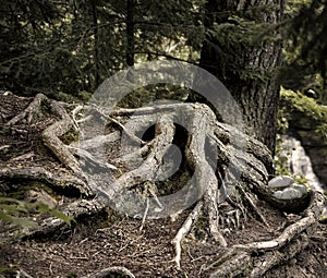 Tree Roots