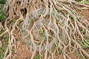 Tree roots