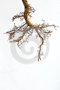 Tree roots photo