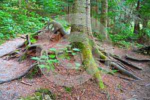 Tree roots