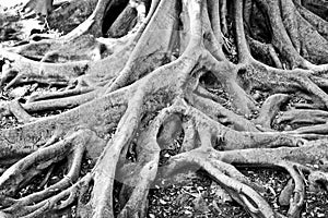 Tree roots