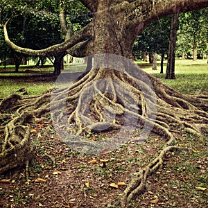 Tree roots