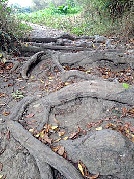 Tree roots