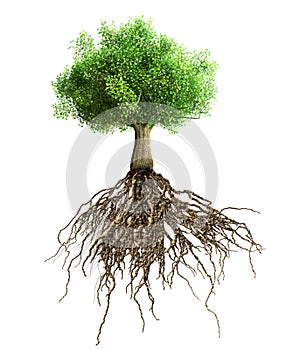 Tree with roots