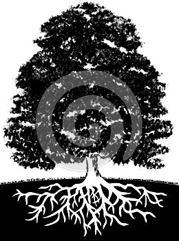 Strom a kořeny 