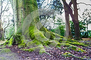 Tree Roots