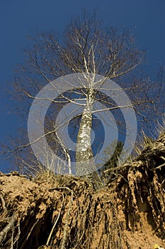 Un árbol a raíces 