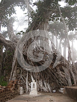Strom korene 