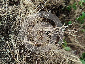 Tree roots