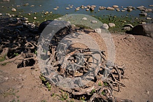 Tree roots above ground on the seashore