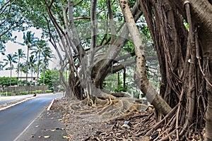Tree roots above the soil, Kauai, Hawaii