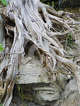 Tree roots along an eroded section of shoreline on Lake Ontario