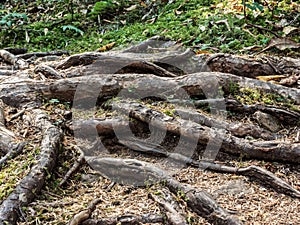 Tree roots along a forest trail