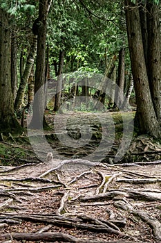 Tree Roots Along State Park Trail