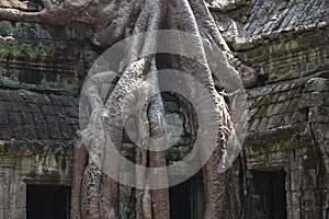 Tree Roots Ancient Ta Prohm Khmer Temple Angkor Wat Siem Reap Cambodia