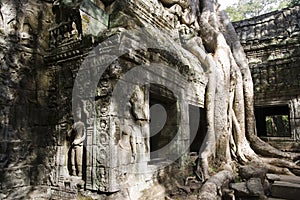 Tree roots Angkor Temple Ruins