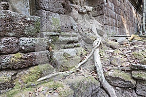 Tree roots in Angkor Thom