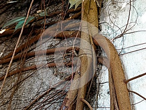 Tree roots attached to the wall