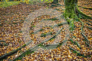 Tree Roots and autumn leaves