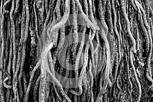 Tree roots in b&w close-up