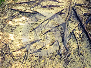 Tree roots background
