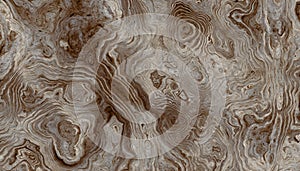 Tree roots background with wavy rings