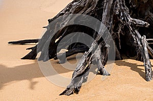 Tree roots on the beach