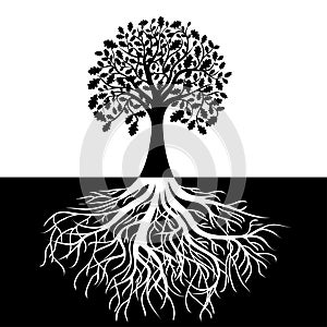 Un árbol raíces sobre el en blanco y negro 