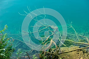 The tree roots and brachs under cristall clean water of Lake Bled