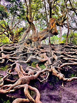 Tree roots and branches at guna caves forest photo