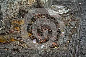 Tree roots break concrete pavement