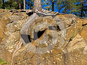 Tree roots break through the rock