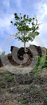 Tree Roots Break Through Rock
