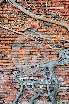 Tree roots on brick wall