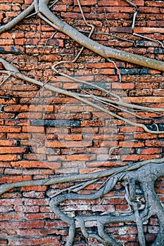 Tree roots on brick wall