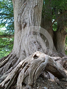 Tree and roots photo