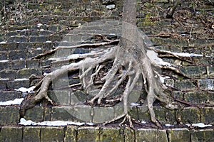 Tree roots clamber mossy stone stairs