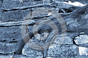 Tree roots cling to stone stairs in wintertime