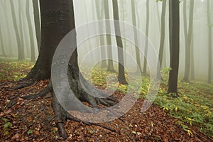 Tree with roots in a colorful forest with fog