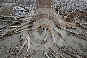 Many tree roots on the beach