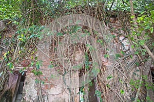 Tree roots cover the building with a brick wall