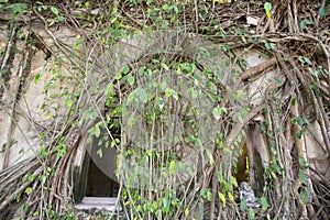 Tree roots cover the church with a brick wall