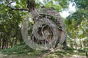 Tree roots cover the temple in Sambor Prei Kuk, Cambodia