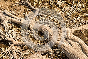 A tree with roots that are covered in dirt and moss