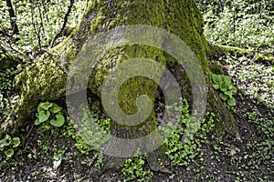 Tree roots covered with green moos