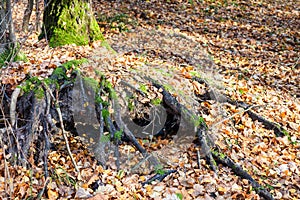 Tree roots covered by lef litter in urban park